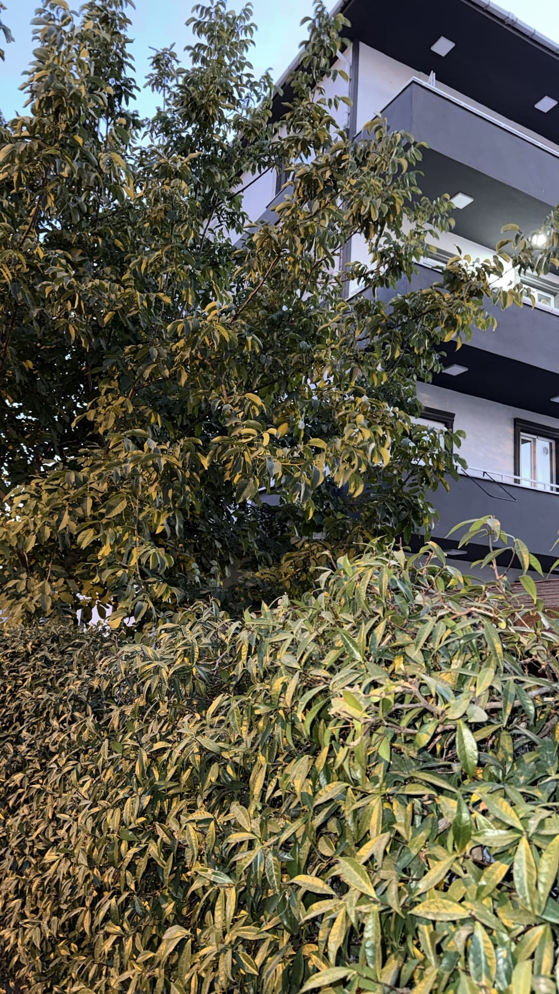 Çanakkale Kız Apart bina cephesi, ağaçlar arasından görünüm